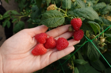 lastentarhamateriaalien tuotanto ja jakelu Puola